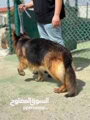  3 كلاب جيرمن شيبرد مدرب وغير مدرب