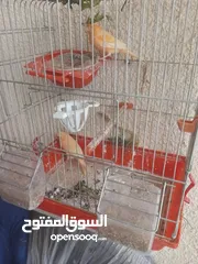  15 طيور كناري جاهزة بحالة وصحة جيدة