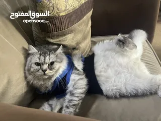  1 قطه ذكر 