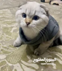 2 قط سكوتش فولد ابيض