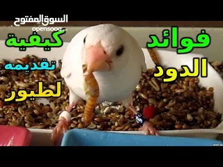  19 يرقات دود القبابي حي ميلوورم mealworm غذاء ممتاز بروتين حيواني لا يسبب التشحيم للطيور والاسمام