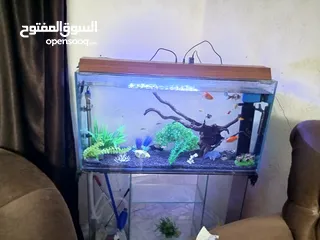  2 حوض سمك واسماك للبيع