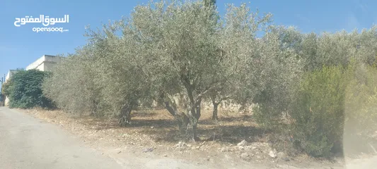  3 قطعة ارض مساحة 500م للبيع