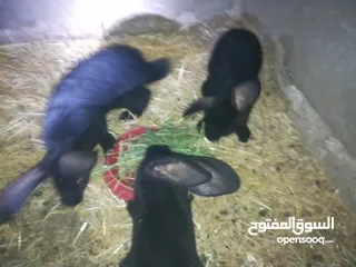  12 أرانب بابيون سلالة صافيه 100%ألوان ساده للبيع