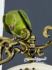  2 Green parrot with cage