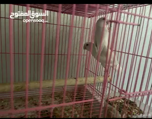  3 زوج روز البينو