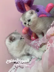  11 Scotch fold kittens