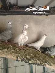  10 جواز و حبات