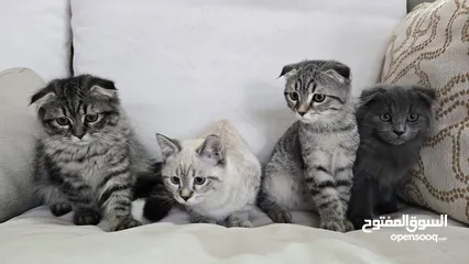  29 Scottish fold cats male and female  2 month  old