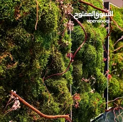  6 Moss walls for houses and office + Gallery 1 art work
