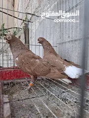  9 جواز نخب بالصلاة على النبي