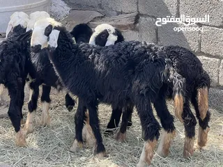  2 للبيع كبشان نجديات اصل بيور سمان حلوات لتربيه او لذبح كل شي سليم فيهن