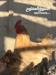  9 جاج لوهمان + بلدي بياض للبيع