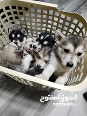  3 هاسكي مبندق العمر اقل من شهرين