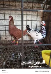  19 حمام الماني نخب جواز وفردات