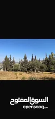 10 قطعت ارض في أم جوزه دنم و 23 متر (قابل  للتفاوض)موقع رائع الحجر مستورد من نابلس و انبا في 1950