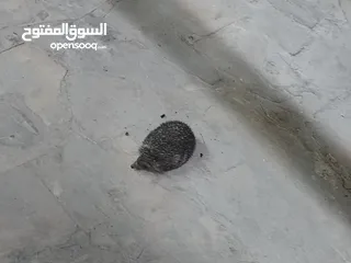  4 قنفذ صحه ونضافه للبيع