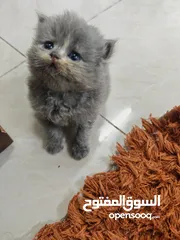  2 days persian kittens