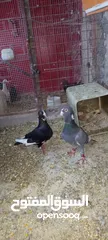  2 متاح حمام جوز