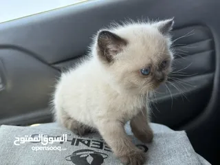  5 كتن همالايا