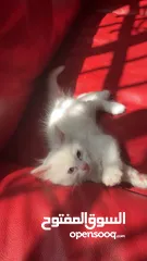  16 برتش مكس شيرازي