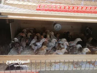 6 اقرأ الوصف صوص بلدي بلدي عالاصول وصوص حبش اصول اصول