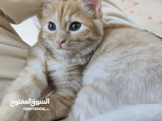  2 قطط شيرازي للبيع