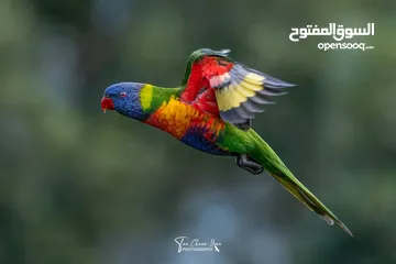  9 اجمل واندر انواع ببغاوات اللوري متوفرة الان