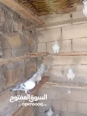  3 الصلاة على النبي افراخ للبيع في الموقر