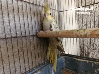  4 جوز كوكتيل مع فراخ وبيض / موقع عجلون عنجره / تفاصيل بالوصف