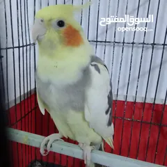  1 التواصل عبر واتس اب ببغاء كوكتيل  حجم كبير وعصافير حب مفتل و البينو وعادي عادي احجام كبيره