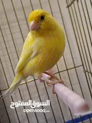  1 طائر كناري ذكر أصفر بالغ مع قفص