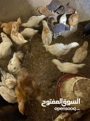  2 صيصان دجاج بلدي للبيع بسعر مغري