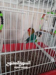 2 ببغاء فيشر الازرق بحر ذكر والأخضر كيوي انثى اليفات لعوبات مناسبات للاطفال