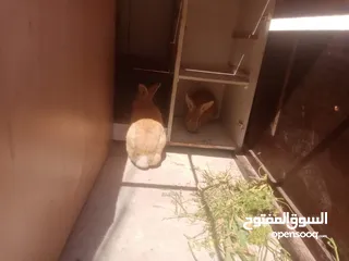 1 ارانب للبيع ثلاثه ذكرين وانثى الماني