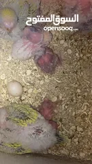  8 طيور حب تحتهم سبه فراخ و بيضة بسعر حرق