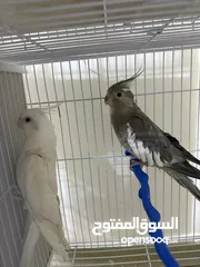  8 طيور مميزة للبيع