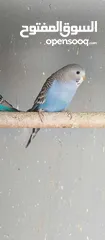  7 طيور حب نوعيه ممتازه