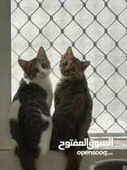  4 قطة انثى مرحه اليفه للبيع