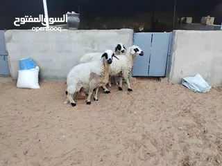  2 اغنام للبيع