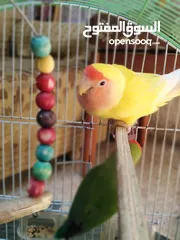  6 جوز روز بصحه ممتازه الانثى لاتينو عين حمره والذكر الاخضر ................................