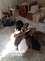  7 ارانب هجين خمس امهات وذكر مع مواليد منهم على وجه شغل العدد كامل خمسين