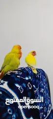  1 Rosy-faced lovebird  man & Woman