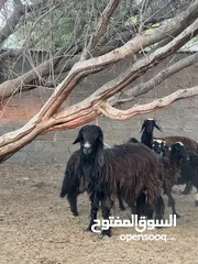  1 كبش ناجل للبيع