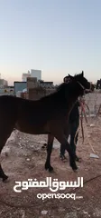  1 حصان العمر سنة ونص ونعجتين سن صغير وصحة طيبة