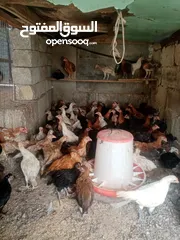  1 دجاج عماني بيع