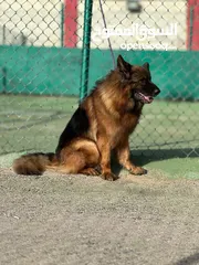  8 بــــــــسعر مغري سامويد وجيرمن
