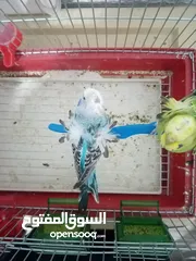  2 جوز (هوقو ياباني) الصلات على النبي الجوز مرتبات