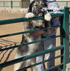  1 (Caucasian shepherd) الراعي القوقازي