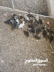  4 بيع بط مصري